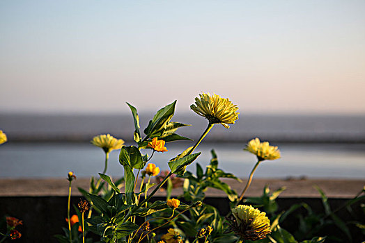 百日菊