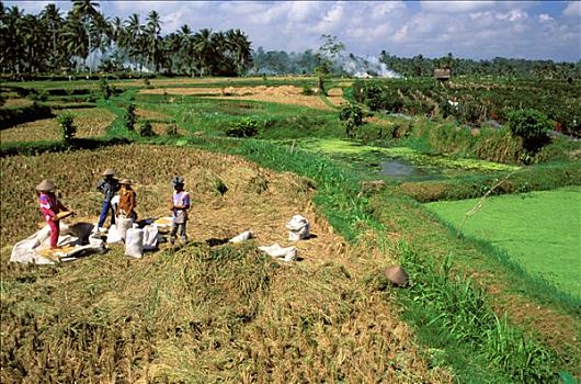 印度尼西亚,巴厘岛,稻田,四个人,收集,稻米
