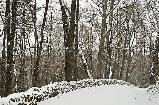 树,积雪,冬天