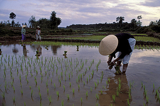 越南,靠近,色调,女人,种植,稻米