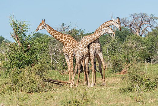 两个,南非,长颈鹿,争斗,旁侧