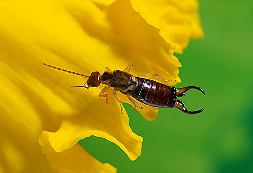 水仙花