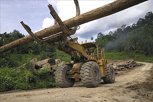 木料,运输,伐木,区域,丹浓谷保护区,婆罗洲,马来西亚