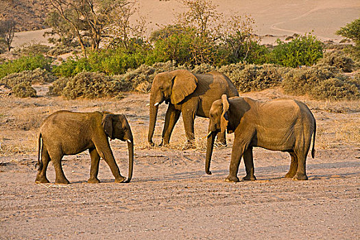荒芜,大象,达马拉兰,纳米比亚