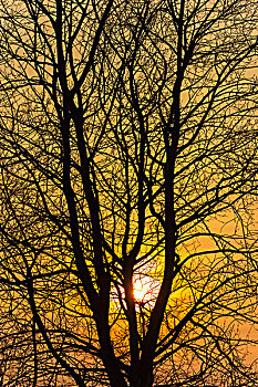 日落,树枝,黑森州,德国
