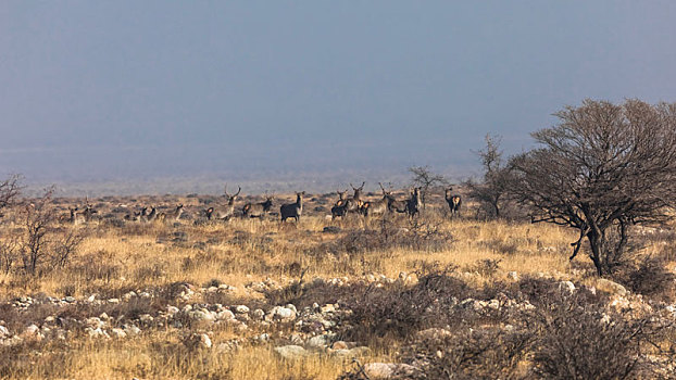贺兰山马鹿,马鹿,赤鹿,贺兰山国家自然保护区