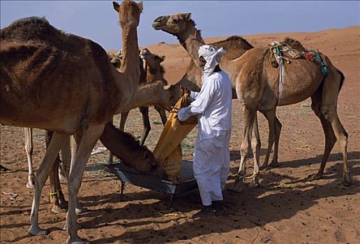 骆驼,露营,沙漠