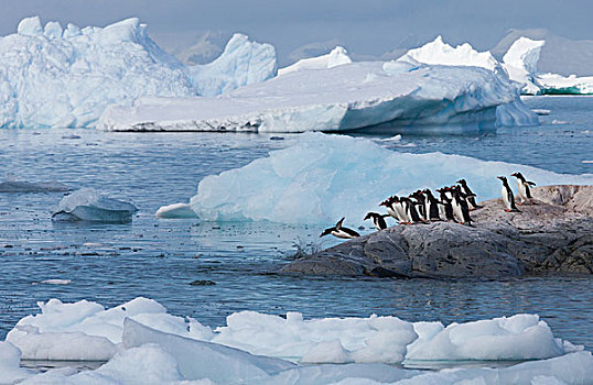 巴布亚企鹅,南极