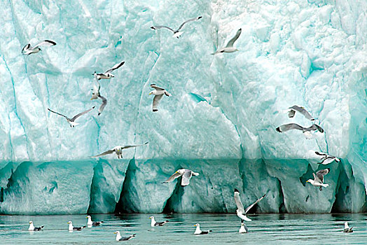 北极,斯瓦尔巴特群岛,冰河,蓝色,层次,三趾鸥