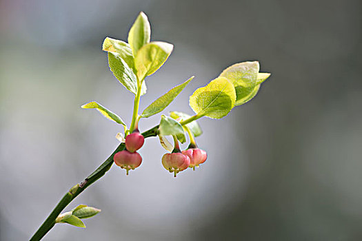 蓝莓,花,欧洲越桔,下萨克森,德国,欧洲