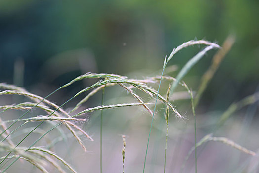 植物