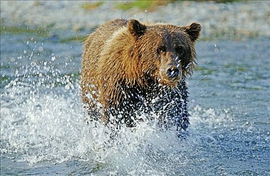 棕熊,抓住,三文鱼,卡特麦国家公园,阿拉斯加
