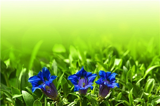 喇叭状,龙胆属,蓝色,春花,花园