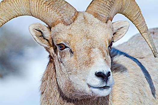 怀俄明,国家麋鹿保护区,大角羊,公羊,头像