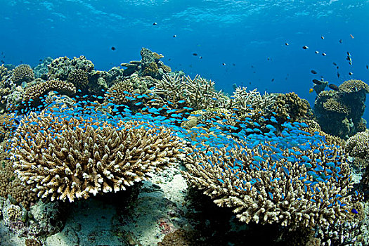 绿色,悬空,上方,珊瑚,礁石,桌面珊瑚,石头,马尔代夫,印度洋,亚洲