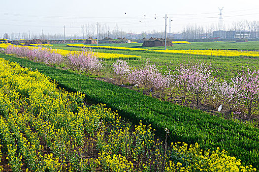 春天的田野图片