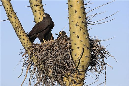 老鹰,栗翅鹰,一对,鸟窝,仙人掌,埃尔比斯开诺生物圈保护区,墨西哥