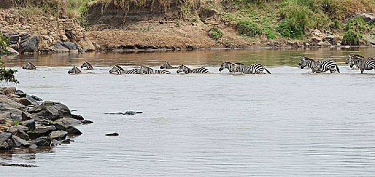 斑马群迁徙过河