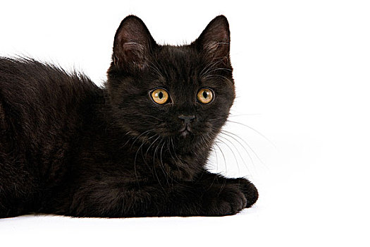 黑色,英国短毛猫,小猫,白色背景