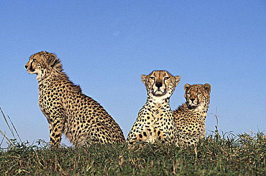 印度豹,猎豹,马赛马拉,公园,肯尼亚