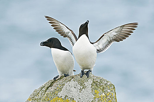 海雀,两个,成年人,伸展,翼,站立,沿岸,石头,岛屿,爱尔兰,欧洲