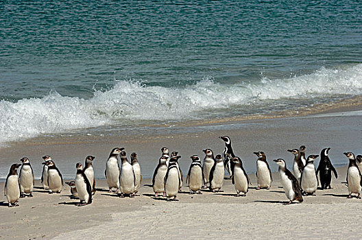 福克兰群岛,企鹅,小蓝企鹅,海滩