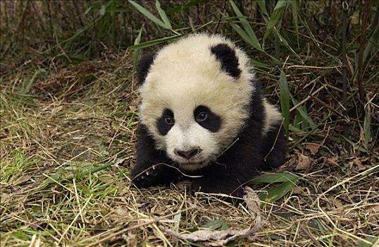 大熊猫,幼仔,地上,竹林,中国,研究中心,卧龙自然保护区