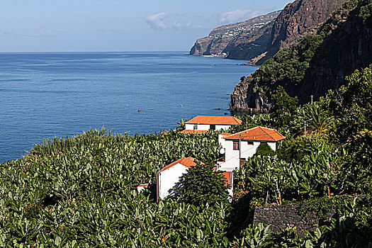 香蕉,种植园,南海岸,马德拉岛,葡萄牙,欧洲