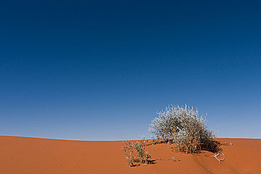 沙漠,澳大利亚