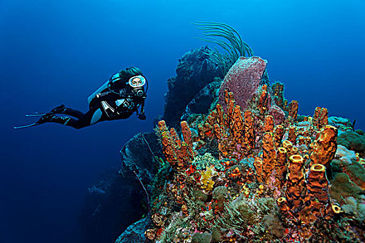看,珊瑚,礁石,黄色,海绵,小,多巴哥岛,斯佩塞德,特立尼达和多巴哥,小安的列斯群岛,加勒比海