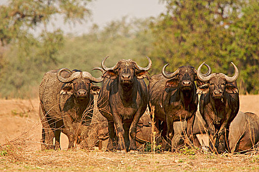 水牛,非洲水牛,哨所,牛市,保护,牧群,国家公园,津巴布韦