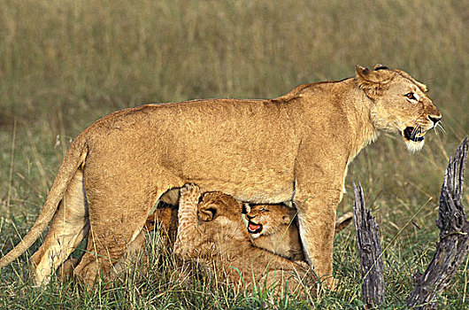 非洲狮,狮子,幼兽,吸吮,马赛马拉,公园,肯尼亚