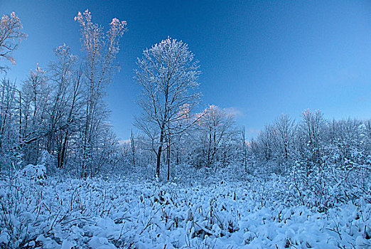 结束,鲜明,冬天,白天,安大略省