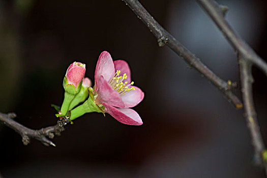 花卉,微距,特写,美丽,漂亮,诱惑,花朵,生机,鲜艳,艳丽,海棠