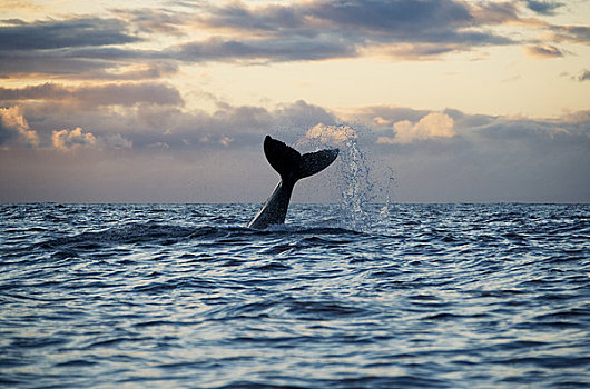 夏威夷,毛伊岛,驼背鲸,大翅鲸属,鲸鱼,尾鳍,溅,室外,海洋