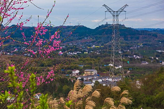 大营山桃花