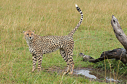 印度豹,标记,领土,马赛马拉国家保护区,肯尼亚,非洲