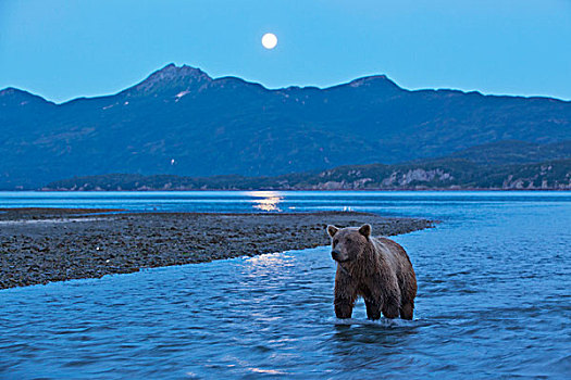 美国,阿拉斯加,卡特麦国家公园,大灰熊,棕熊,站立,三文鱼,河流,下方,上升,满月,湾