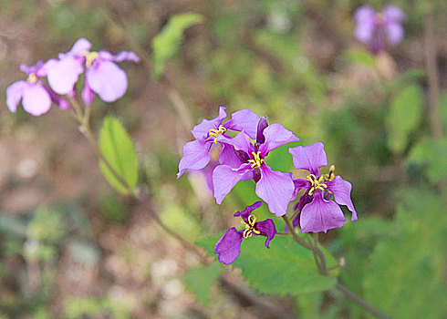 春日鲜花花卉微矩摄影