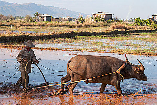 农民,耕作,稻田,水牛,靠近,杜松子酒,茵莱湖,掸邦,缅甸,亚洲