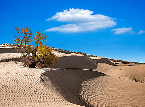 新疆塔里木沙漠公路旁的沙漠中千年胡杨树