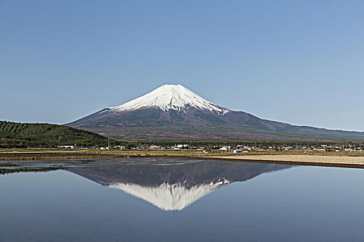 山,富士山,反射,水面,稻田,日本