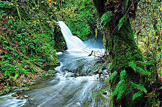 瀑布,省立公园,维多利亚,不列颠哥伦比亚省,加拿大