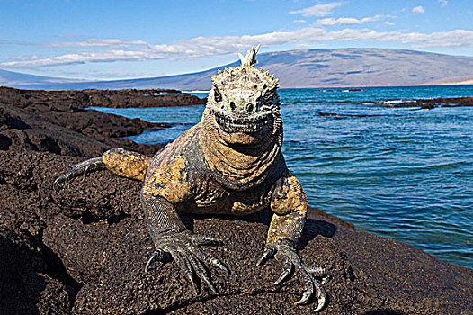 海鬣蜥,费尔南迪纳岛,加拉帕戈斯,群岛,厄瓜多尔