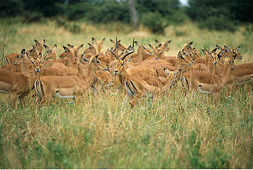 牧群,黑斑羚,博茨瓦纳,非洲