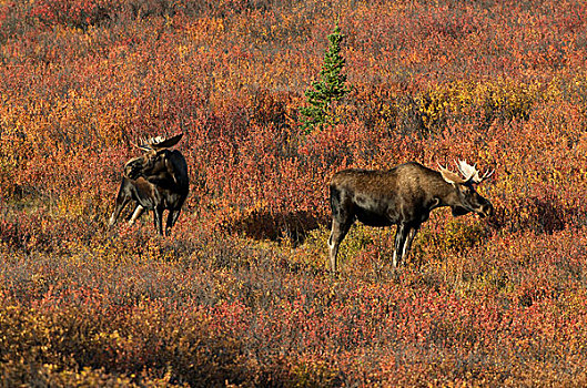幼兽,驼鹿,苔原,鹿角,站立,德纳里峰国家公园,阿拉斯加,北美