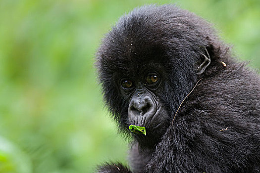 山地大猩猩,大猩猩,幼兽,喂食,维龙加山,火山国家公园,卢旺达