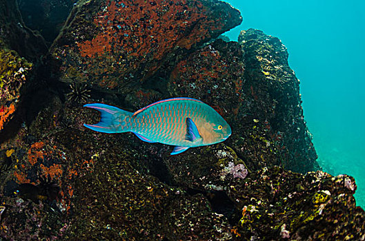 鹦嘴鱼,加拉帕戈斯群岛,厄瓜多尔