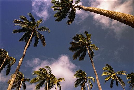 仰视,棕榈树,天空,瓦胡岛,夏威夷,美国