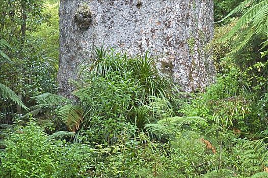 树林,北岛,新西兰